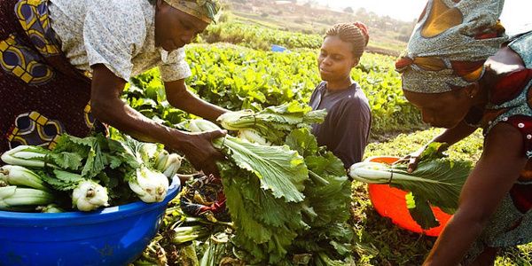 Ghana’s Agric sector can attract big investors if govt invests in infrastructure - Prof. Quartey