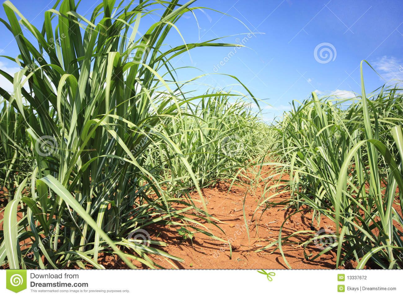 $1b dollar sugar factory to be constructed by , Dr Abdulhakeem Halsabou at Dipali through 1D1F