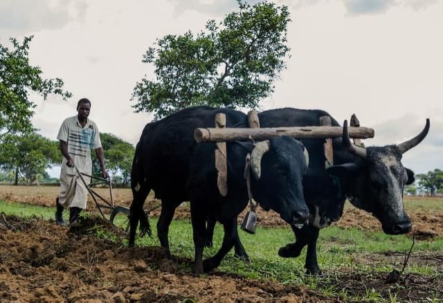 Zimbabwe to pay partial compensation to white ex-farmers