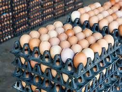 Over 200 Million Eggs Recalled Over Salmonella Fears