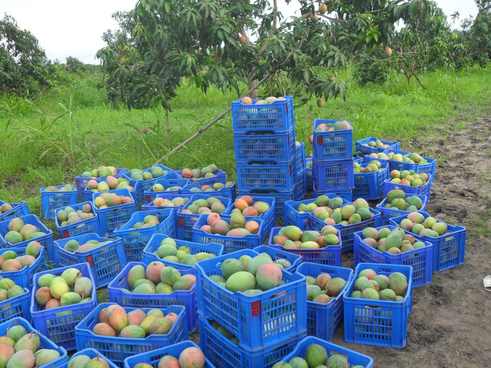 Seasonality of mangoes leaves farmers and processors in distress