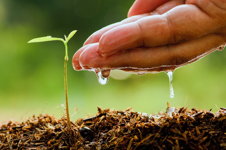 ROLE OF AGRICULTURE IN ECONOMIC GROWTH