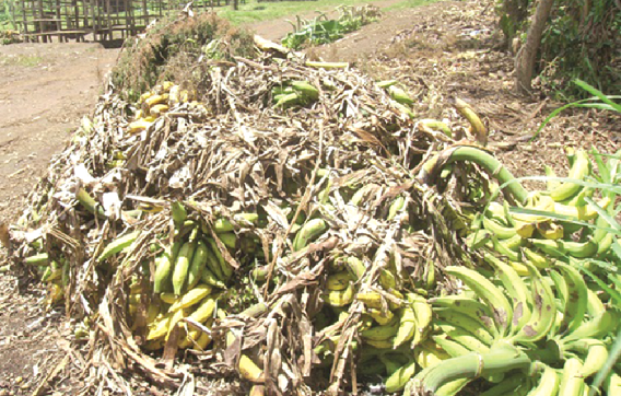 Ghanaâ€™s Govt to fight post-harvest losses with cocoa warehouses