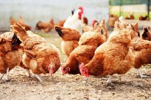 Poultry farmers still â€˜frustratedâ€™ despite reduction in imported chicken