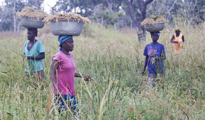 Indian rice investors targets Ghanaâ€™s northern sector with a milling plant
