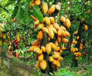 COCOBOD gets $1.3bn for 2018/2019 crop season